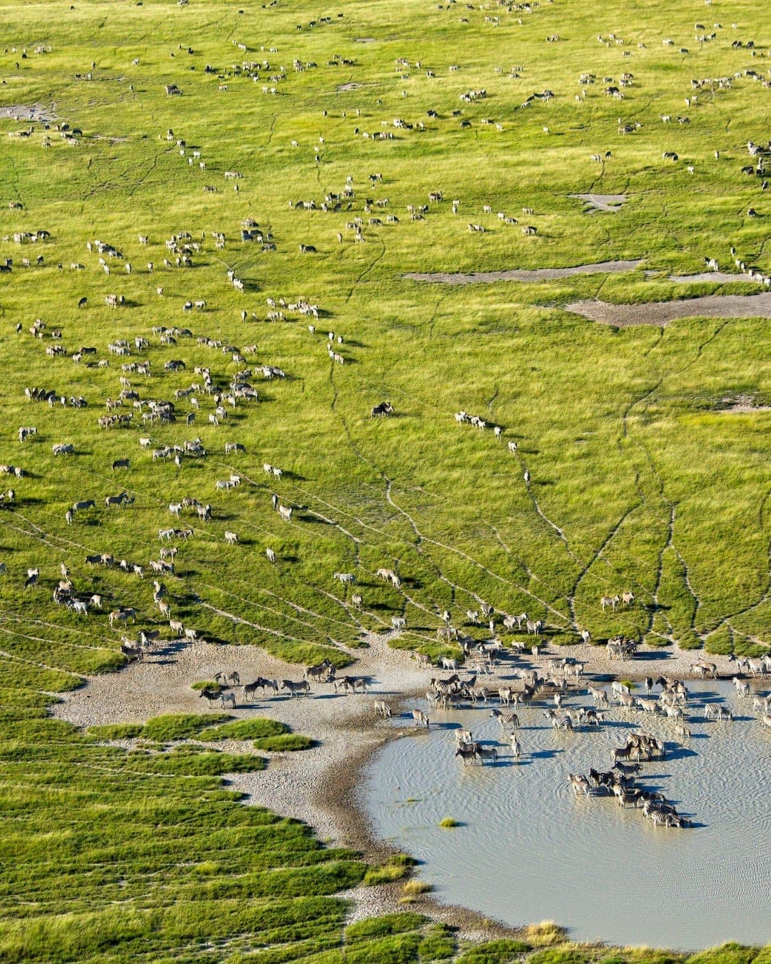 Aerial view of zebra and wildebeest herds scattered across green plains, with animals gathered at a shallow pool