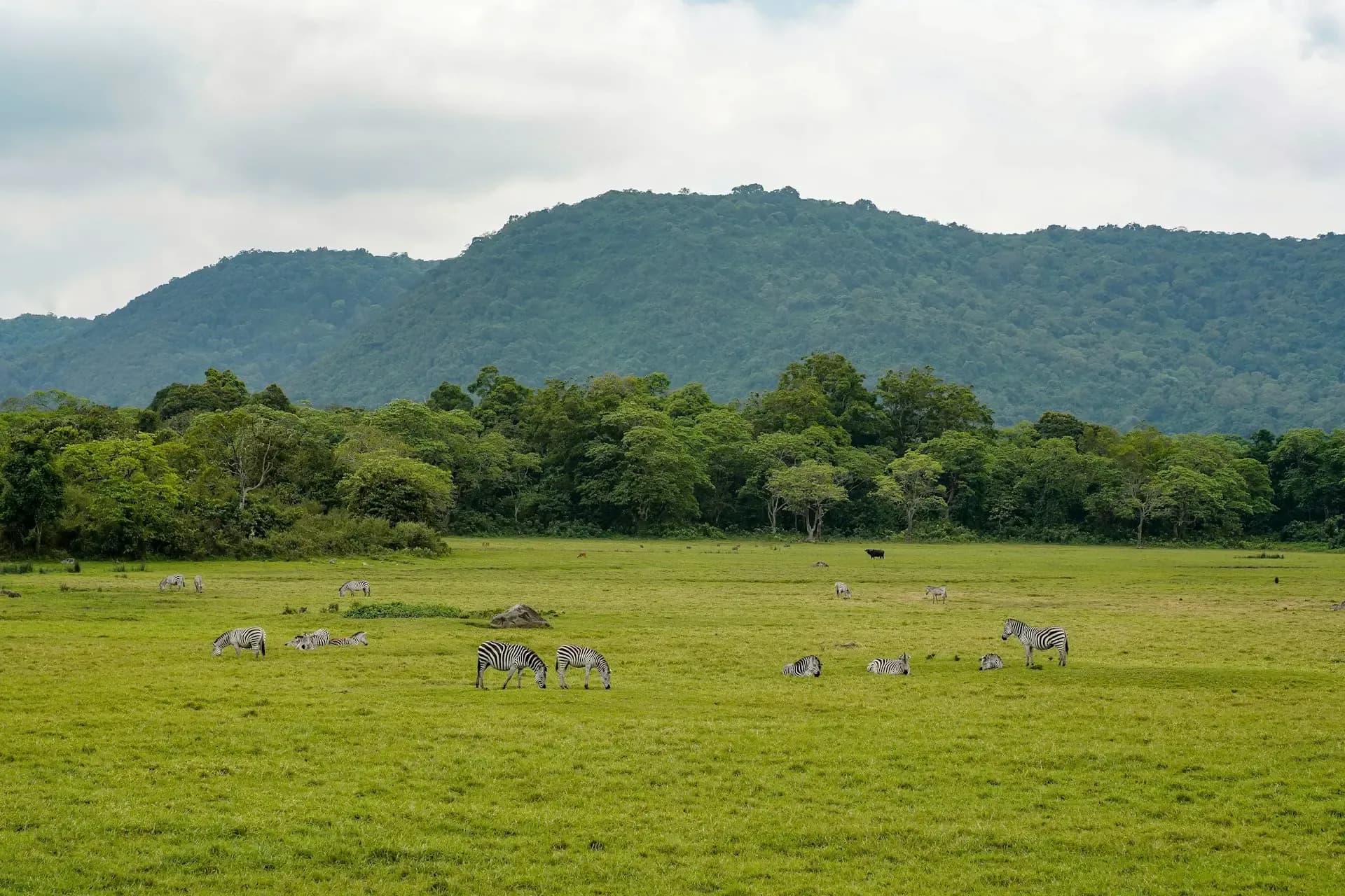 Zebra grazing on the green floor of Arusha National Park, with forested hills behind