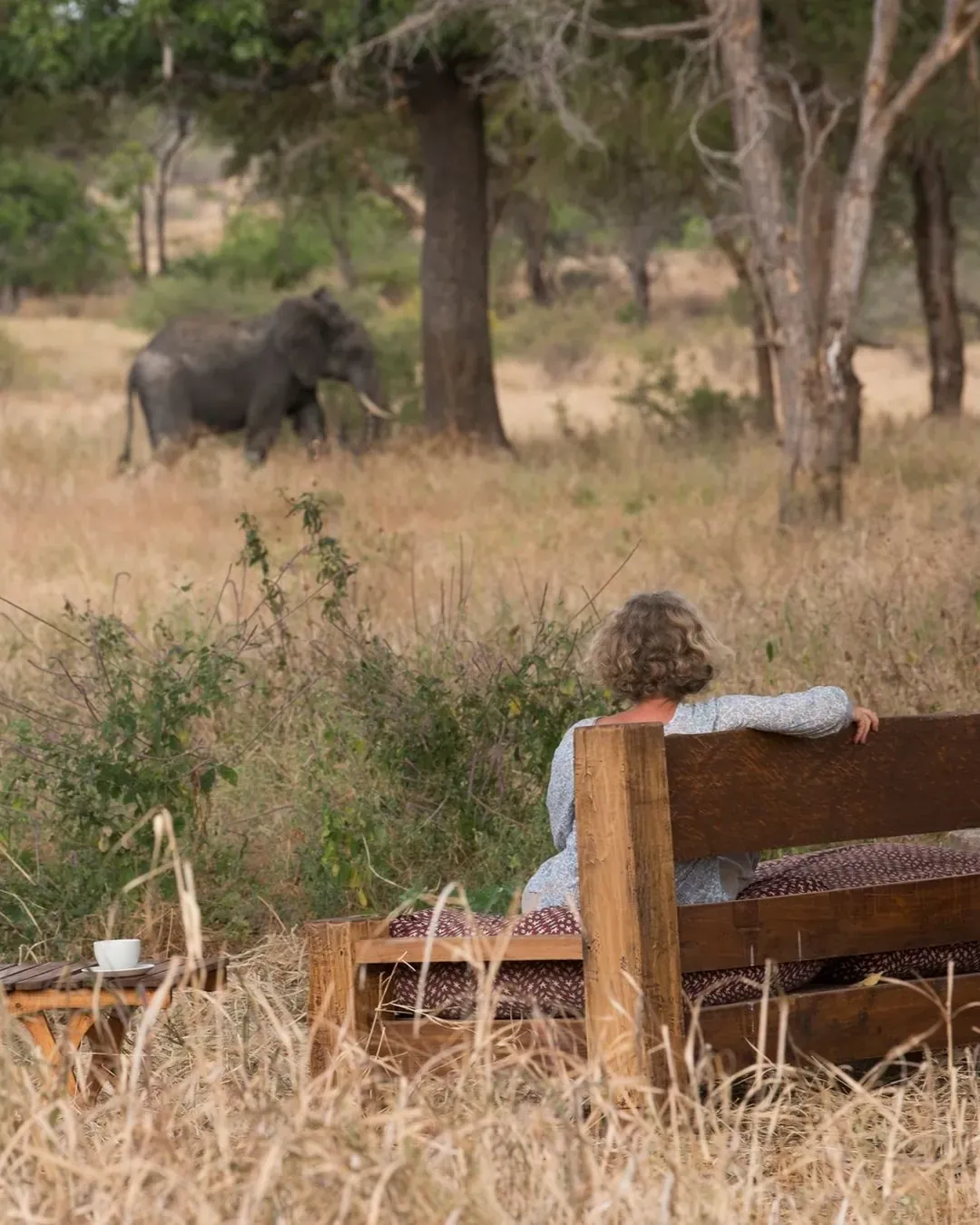 A guest sits on a wooden bench in tall dry grass at a Tarangire camp, watching an elephant walk through the acacia trees