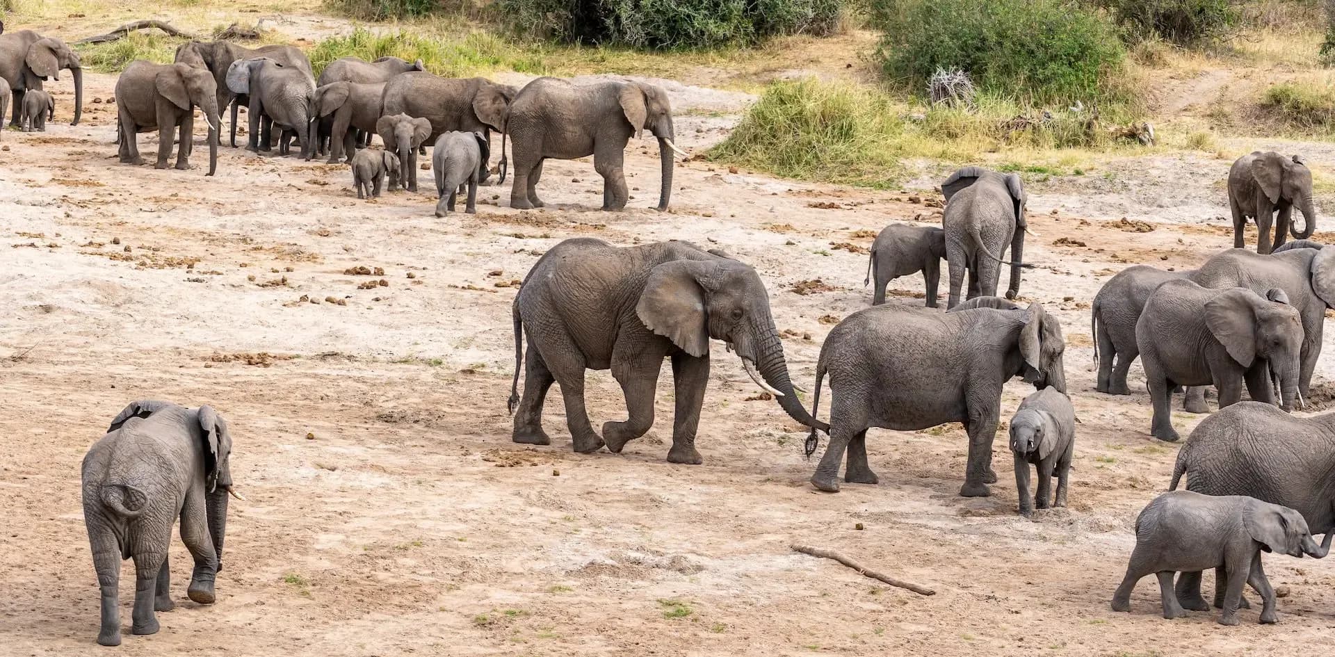 A herd of elephants with calves walking across a dry sandy riverbed