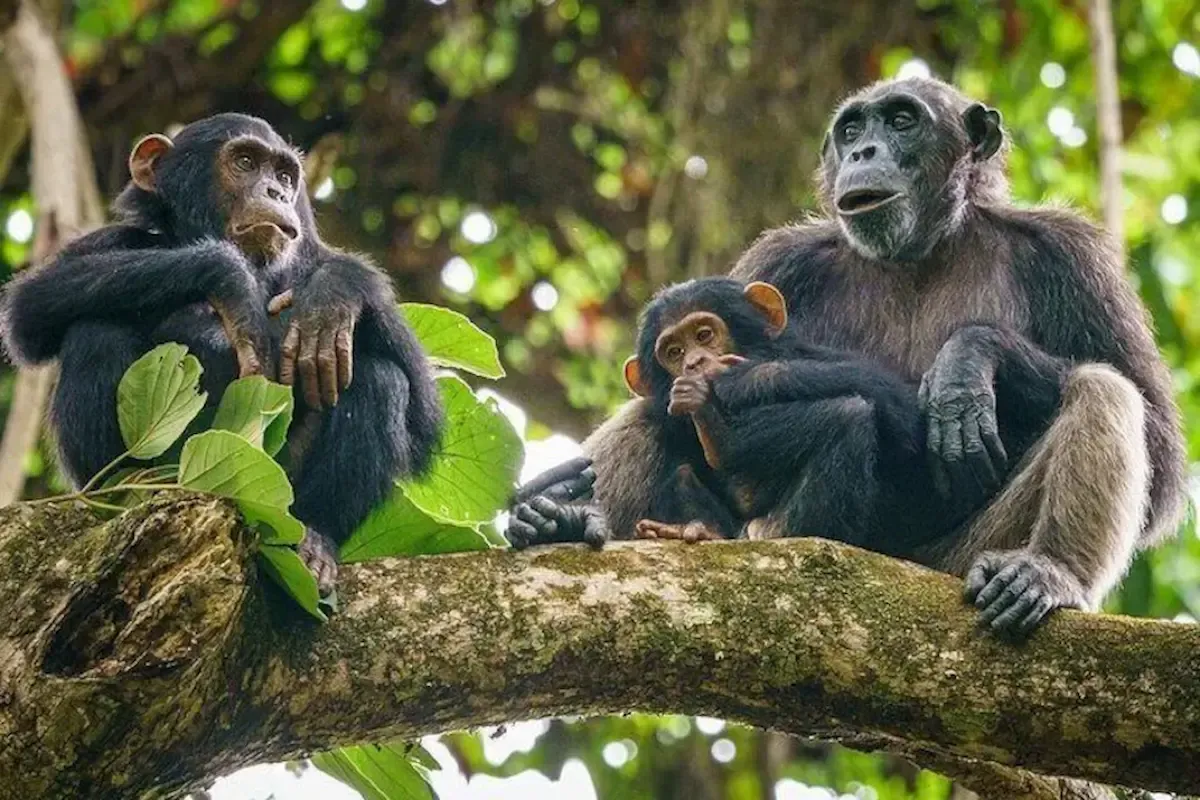 Two adult chimpanzees and a young one sitting on a mossy branch among green leaves